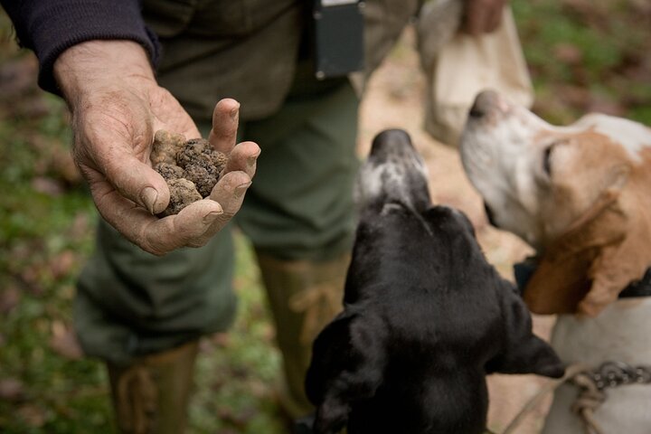 Langhe Truffle hunting Experience