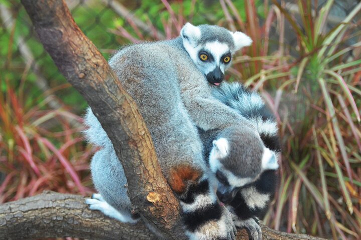Comoros All Inclusive Adventure 8D/ 7N ( Comfort)