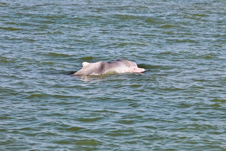 Dolphin Watching Boat Tour from Kalpitiya