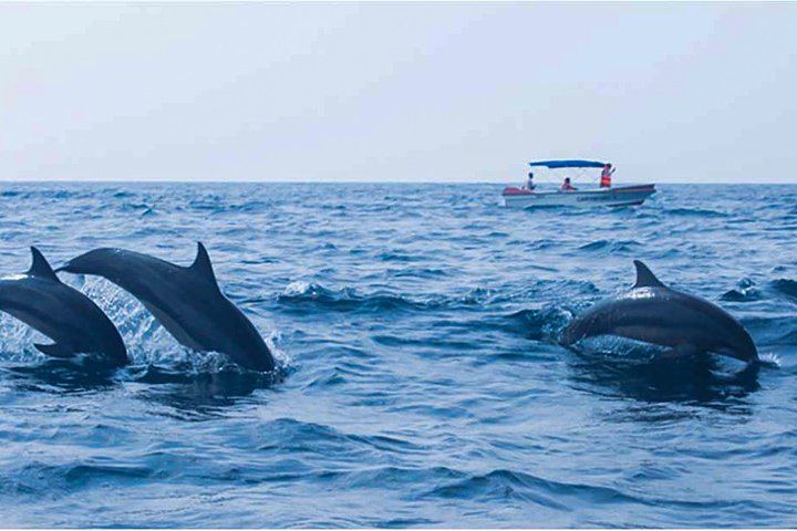 Dolphin Watching Boat Tour from Kalpitiya