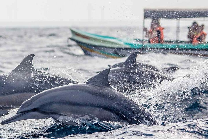 Dolphin Watching Boat Tour from Kalpitiya
