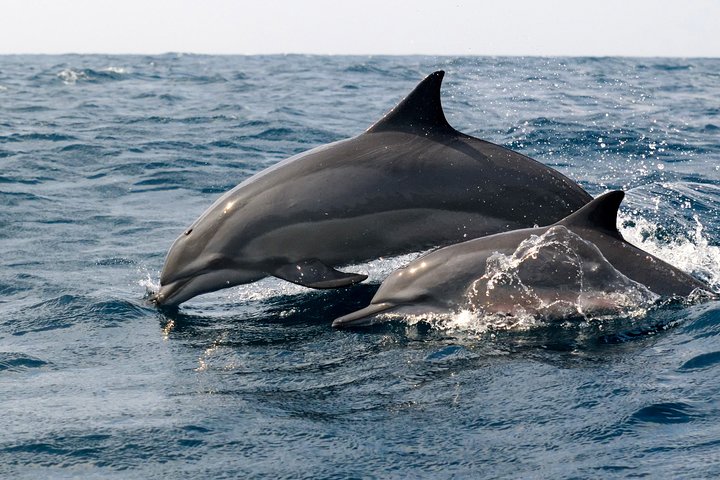 Dolphin Watching Boat Tour from Kalpitiya