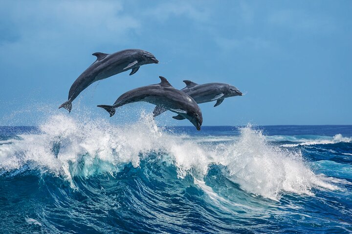 Dolphin Watching Boat Tour from Kalpitiya