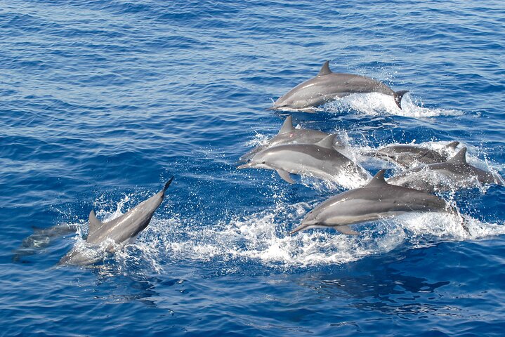 Dolphin Watching Boat Tour from Kalpitiya