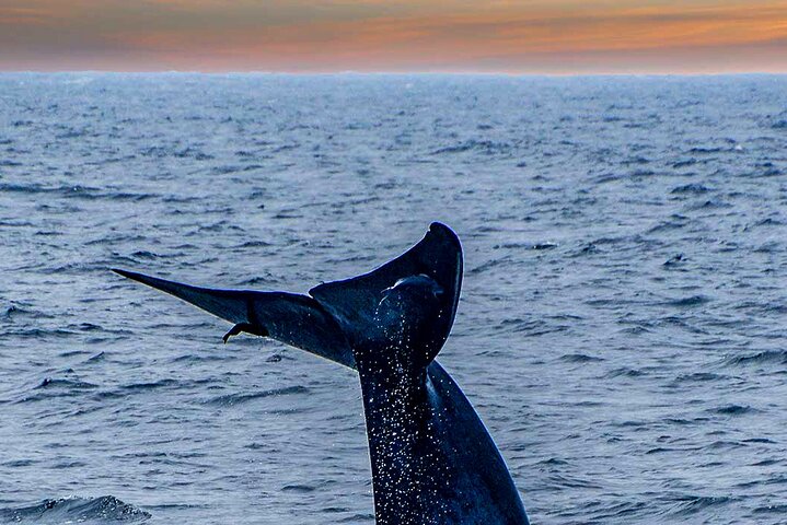 Whale Watching from Kalpitiya on Private Boat