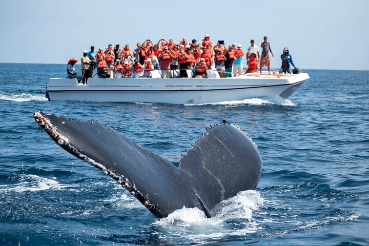 Whale Watching from Kalpitiya on Private Boat