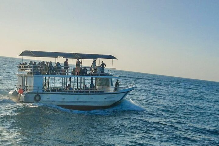 Whale Watching from Kalpitiya on Private Boat