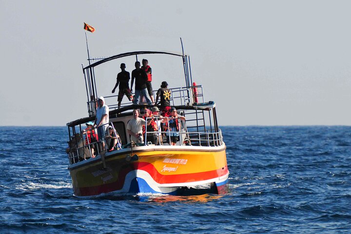 Whale Watching from Kalpitiya on Private Boat