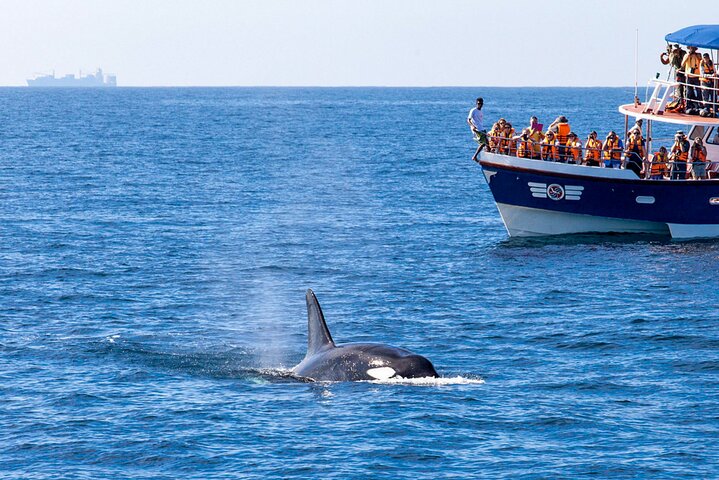Whale Watching from Kalpitiya on Private Boat