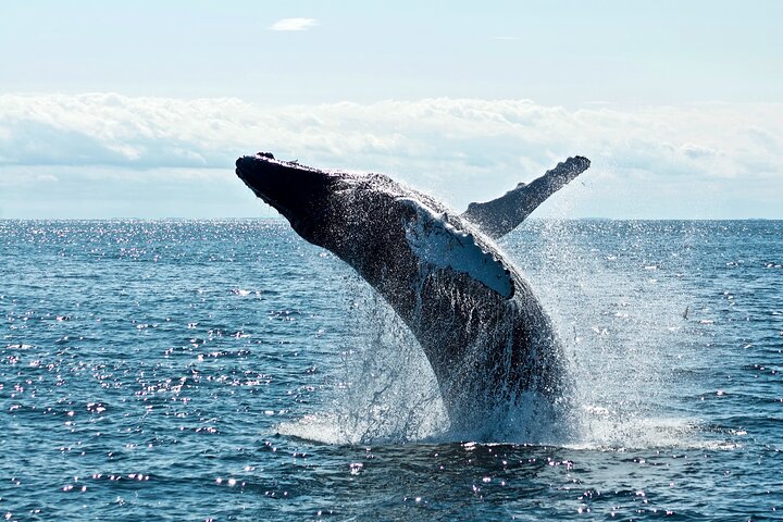 Whale Watching from Kalpitiya on Private Boat