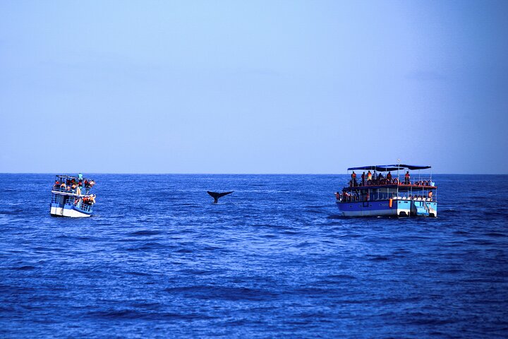 Whale Watching from Kalpitiya on Private Boat