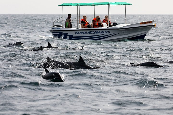 Whale Watching from Kalpitiya on Private Boat