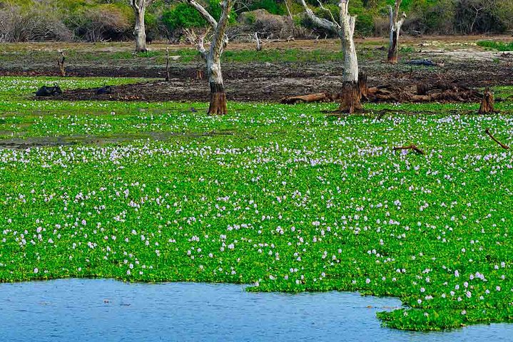 Birdwatching Trek in Anawilundawa Sanctuary from Kalpitiya