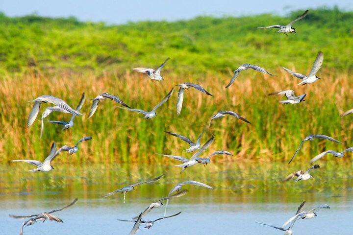 Birdwatching Trek in Anawilundawa Sanctuary from Kalpitiya