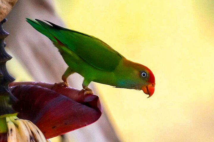 Birdwatching Trek in Anawilundawa Sanctuary from Kalpitiya