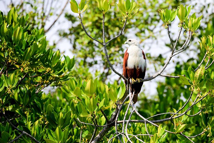 Birdwatching Trek in Anawilundawa Sanctuary from Kalpitiya