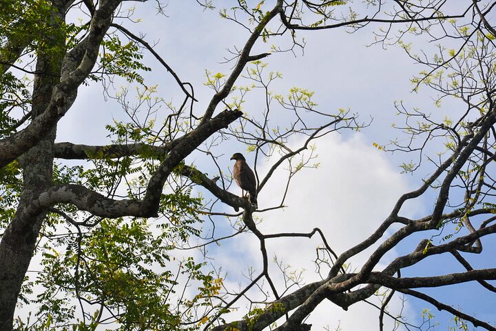 Birdwatching Trek in Anawilundawa Sanctuary from Kalpitiya