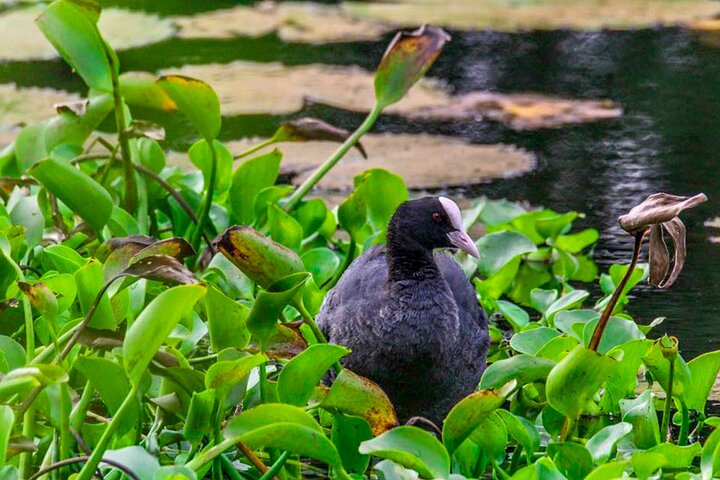 Birdwatching Trek in Anawilundawa Sanctuary from Kalpitiya
