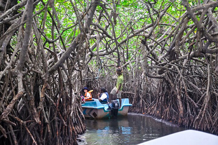 Mangrove Forest Boat Tour in Kalpitiya