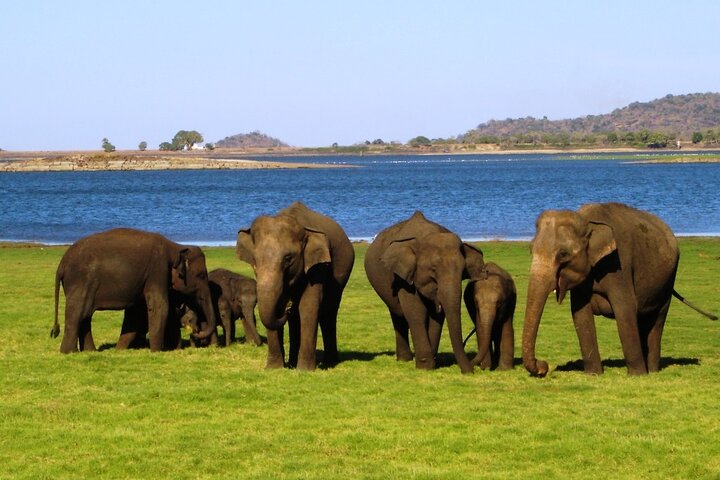 Yala National Park Safari - Private Tour