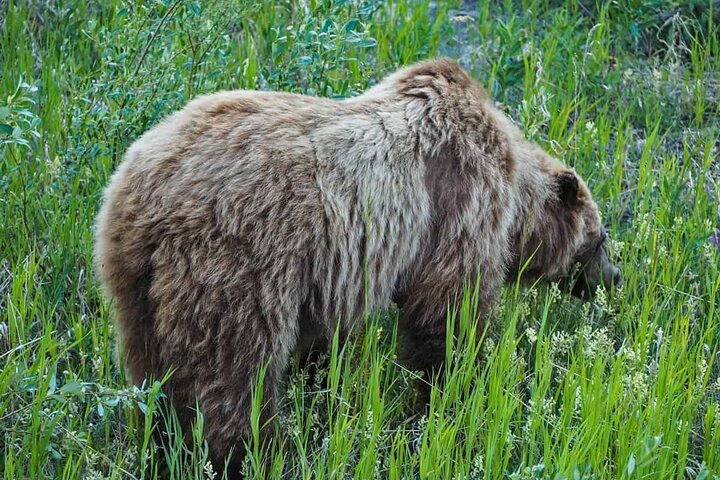 Yukon Gold Experience feat. Emerald Lake & Carcross