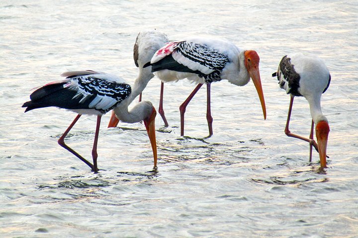 Birdwatching in Jaffna Lagoon