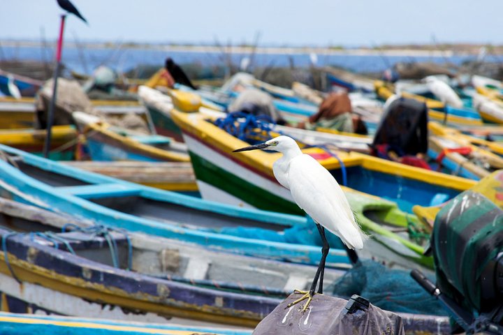 Birdwatching in Jaffna Lagoon