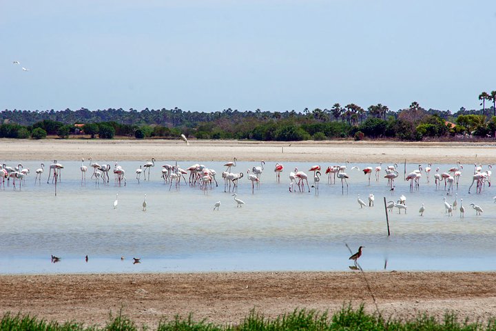 Birdwatching in Jaffna Lagoon