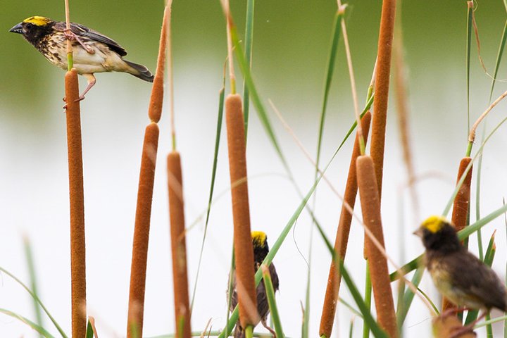 Birdwatching in Jaffna Lagoon