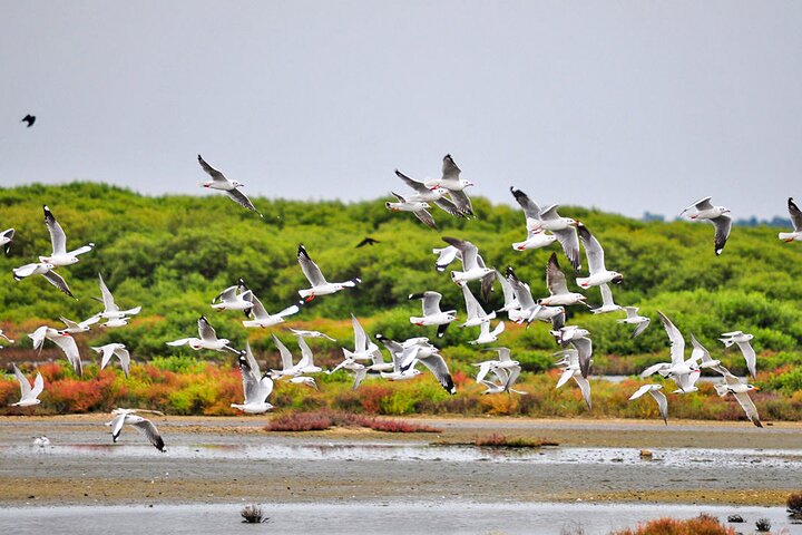 Birdwatching in Jaffna Lagoon