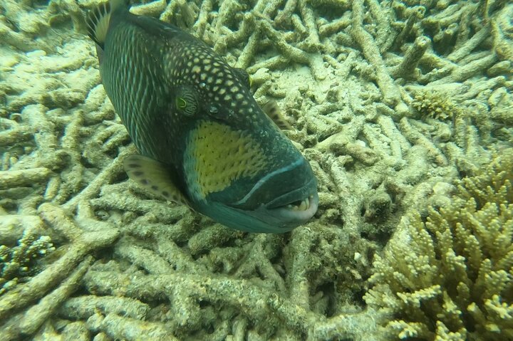 Snorkel Trip to Koh Nangyuan and Bays of Koh Tao By The Oxygen