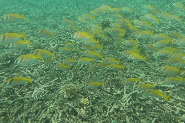 Snorkel Trip to Koh Nangyuan and Bays of Koh Tao By The Oxygen