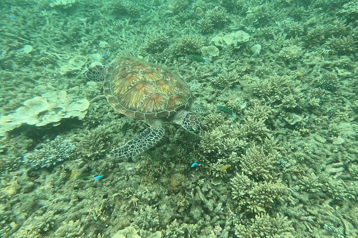Snorkel Trip to Koh Nangyuan and Bays of Koh Tao By The Oxygen