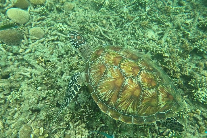 Snorkel Trip to Koh Nangyuan and Bays of Koh Tao By The Oxygen