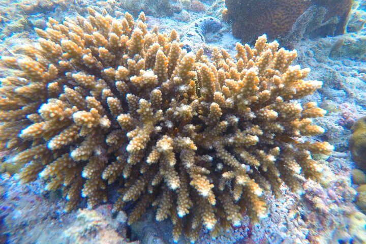 Snorkel Trip to Koh Nangyuan and Bays of Koh Tao By The Oxygen