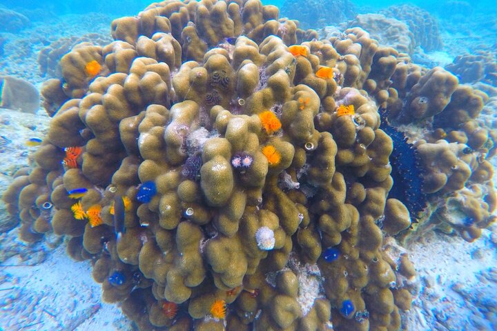 Snorkel Trip to Koh Nangyuan and Bays of Koh Tao By The Oxygen
