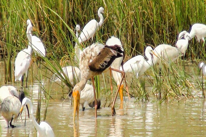 Birdwatching in Chundikulam National Park
