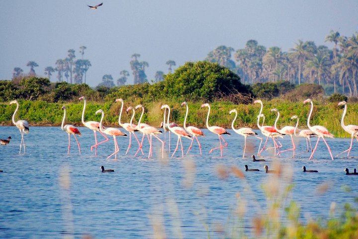 Birdwatching in Chundikulam National Park