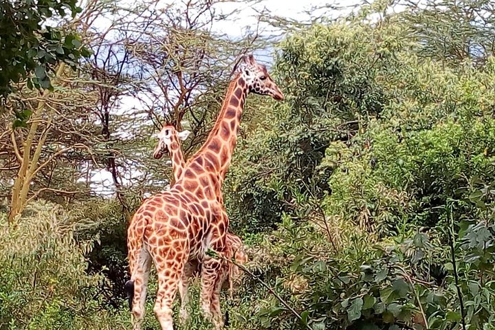 Samburu National Park Day Tour Nyeri