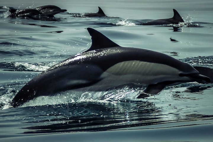 Dolphins & Benagil Caves 3h Small-group tour with Biologist