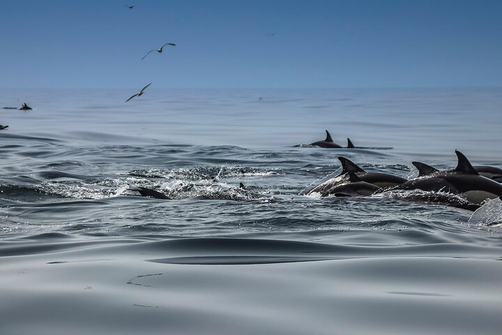 Dolphins & Benagil Caves 3h Small-group tour with Biologist