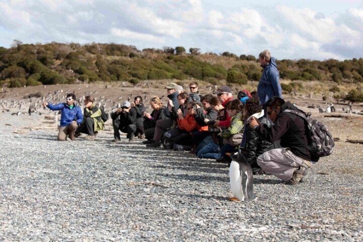 Penguin walk in Ushuaia + navigation option