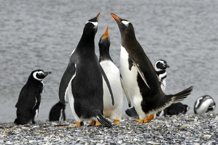Penguin walk in Ushuaia + navigation option