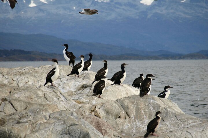 Penguin walk in Ushuaia + navigation option
