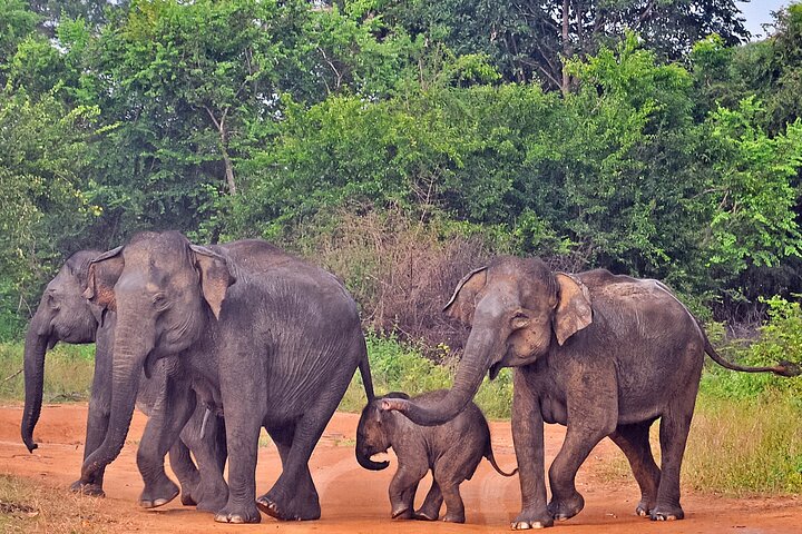 Udawalawe National Park Safari from Dikwella