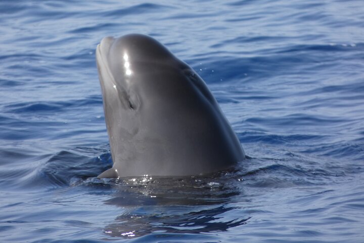 Leaders in Eco Respectful No chase whale and dolphin encounters