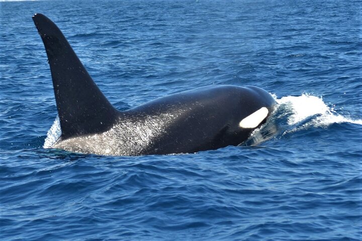 Leaders in Eco Respectful No chase whale and dolphin encounters