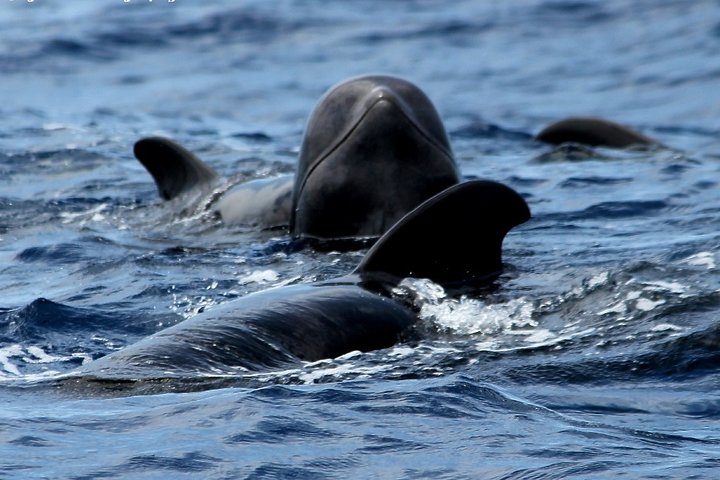 Leaders in Eco Respectful No chase whale and dolphin encounters