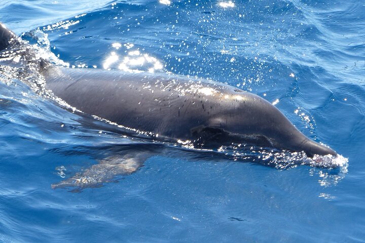 Leaders in Eco Respectful No chase whale and dolphin encounters