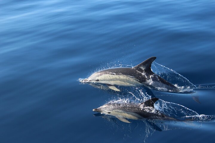 Leaders in Eco Respectful No chase whale and dolphin encounters
